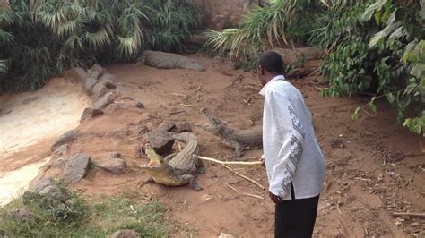 crocodiles at mambo village in nairobi kenya and a crazy keeper pissing them off youtube