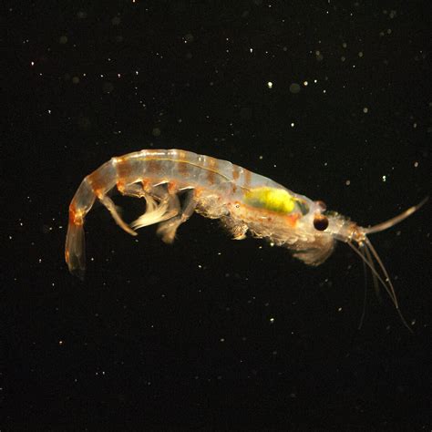 sound  krill australian antarctic program news