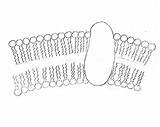 Membrane Cell Draw Plasma Biology Gcse Aqa Lipid Membranes Transport B1 Across Tails Shown Now sketch template