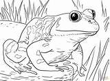 Coloring Pages Animals Zoo Frogs Bullfrog Frog Adult Printable Kids Tadpole Animal Male American Sheets Book Print Froggy Template Pollywog sketch template