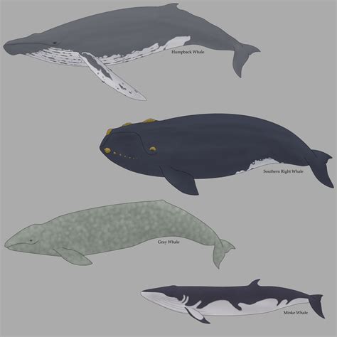 baleen whales  deepblueseawhale  deviantart