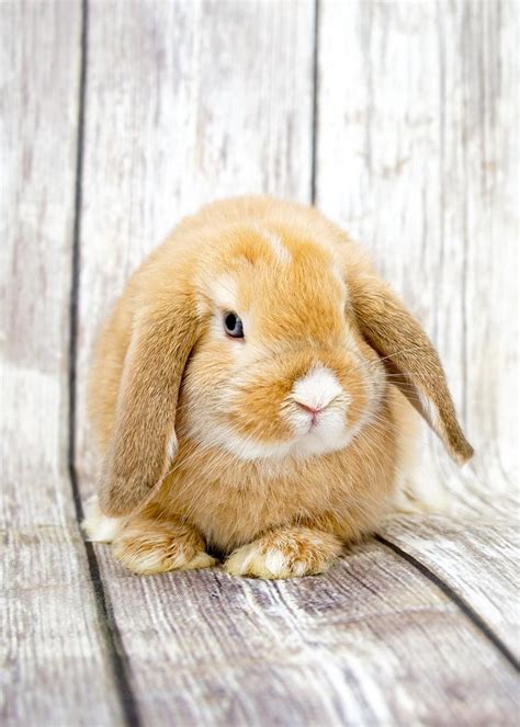 holland lop rabbits for sale los angeles ca 184059