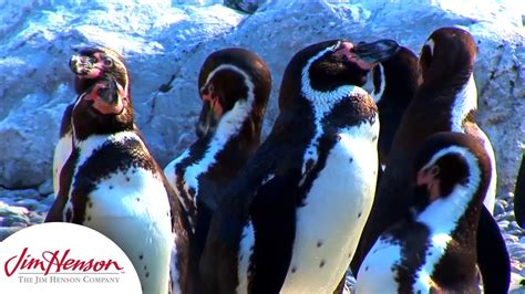 song reversible change   penguin pond sid  science kid video