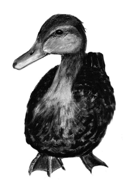 duck drawing  bogieman  deviantart
