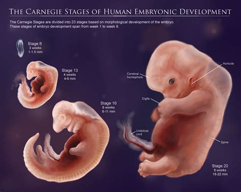 sierra snipes  carnegie stages  human embryonic development