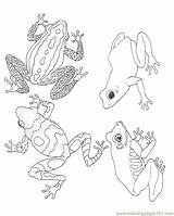 Grenouille Amphibian Dessin Coloriage Frogs Salamander Coloriages sketch template
