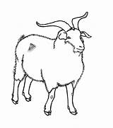 Goat Drawing Nubian Goats Dairy Boer Drawings Kids Rubystar Line Getdrawings Clipartbest Coloring Clipart Popular sketch template