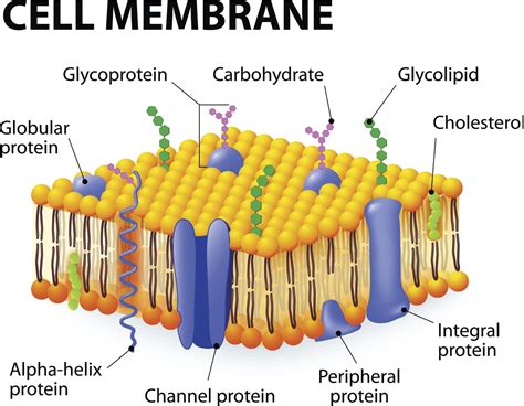 facilitated diffusion