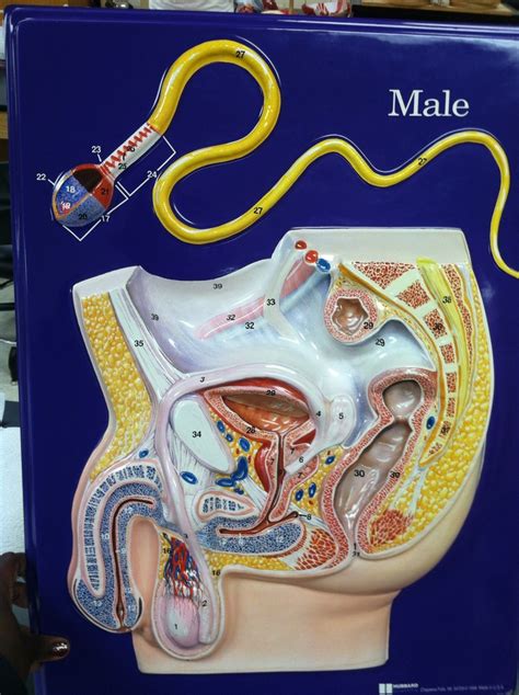 male body structure and organs rib cage diagram with organs human