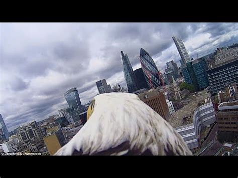 stunning eagle eye view eagle flying  cam youtube