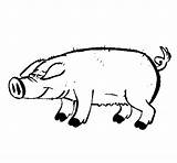 Trotters Pig Coloring Coloringcrew sketch template