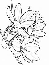 Crocus Coloring Pages Flower Color Print Printable Getcolorings Recommended sketch template