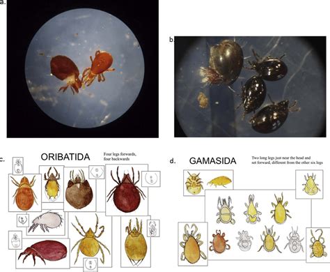 mites   phthiracaridae   left   mesostigmata     scientific