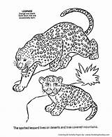 Leopard Coloring Pages Animal Kids Wild Baby Snow Animals Activity Print Color Cute Sheet Mother Printable Male Female Pdf Lion sketch template