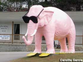 pink elephant youll  youre  cookeville