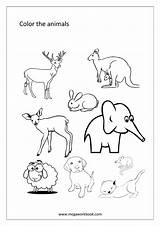 Animals Coloring Animal Pages Birds Sheets Miscellaneous Sheet Megaworkbook Sea Insects sketch template