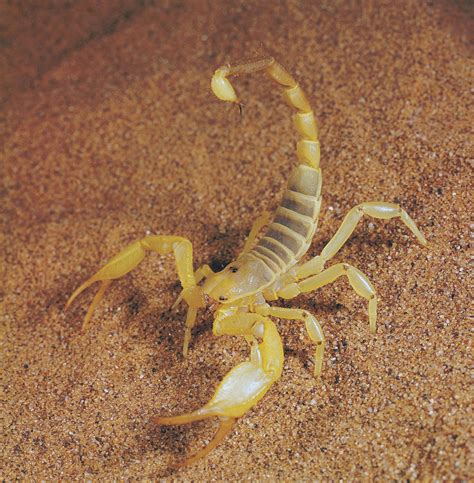 scorpion description habitat species diet facts britannica