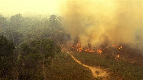 amazon gold  army suspicion fuel bolsonaros rainforest rage miningcom
