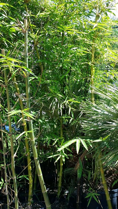 Cold Hardy Palm Trees In Houston Cold Hardy Bamboo In