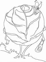 Cabbage Coloring Pages Cartoon Kids Vegetables Color Recommended sketch template