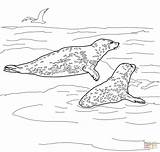 Coloring Leopard Seals Pages Seal Two Color Online Print Printable Drawing sketch template