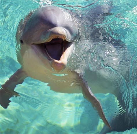 kapverden mit delfinen schwimmen