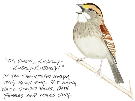 The Fascinating And Complicated Sex Lives Of White Throated Sparrows