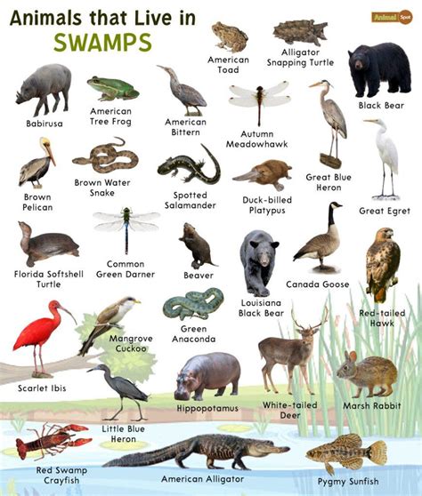 swamp animals list  facts  pictures