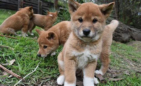 stop  internet  dingo puppies  ridiculously adorable  dog people  rovercom