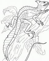 Coloring Basilisk Lizard Pages Colouring Gif Popular Library Clipart Coloringhome sketch template