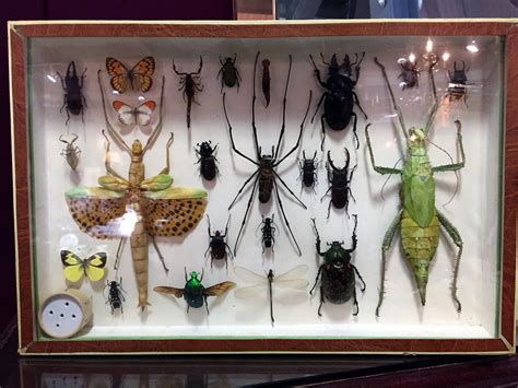 specimen display case  insects french early  century  sellingantiquescouk