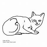 Cat Domestic Coloring Shorthaired Own Color Pages sketch template