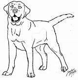 Labrador Simensis Canis Drawings Designlooter sketch template