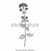 Oregano Origanum Vulgare sketch template