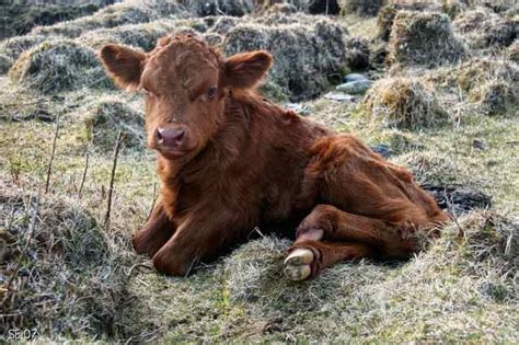 sanak island feral calf pet birds barnyard animals cattle