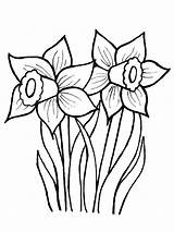 Daffodil Coloring Pages Daffodils Flower Drawing Line Drawings Creative Print Květiny Jarní Cz Clipart Narcis Printable Color Vytisknutí Clip Spring sketch template