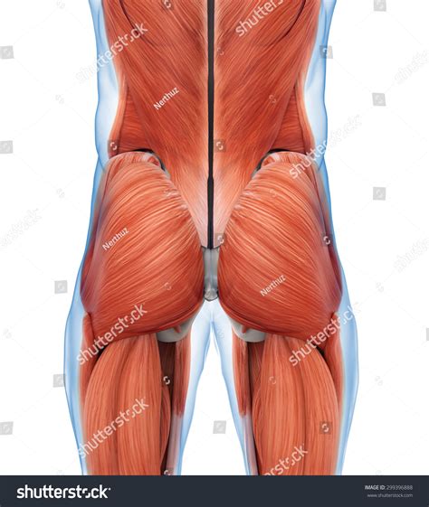 Ilustrasi Stok Buttock Muscles Anatomy 299396888 Shutterstock