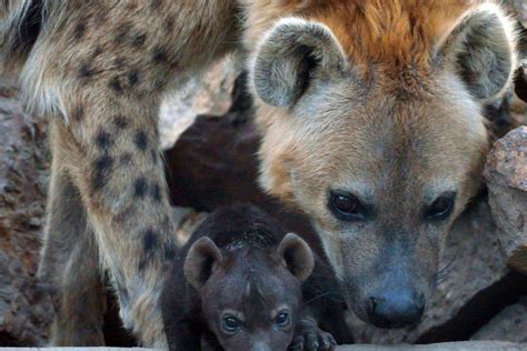 twee gevlekte hyenas geboren  beekse bergen het nieuwsblad
