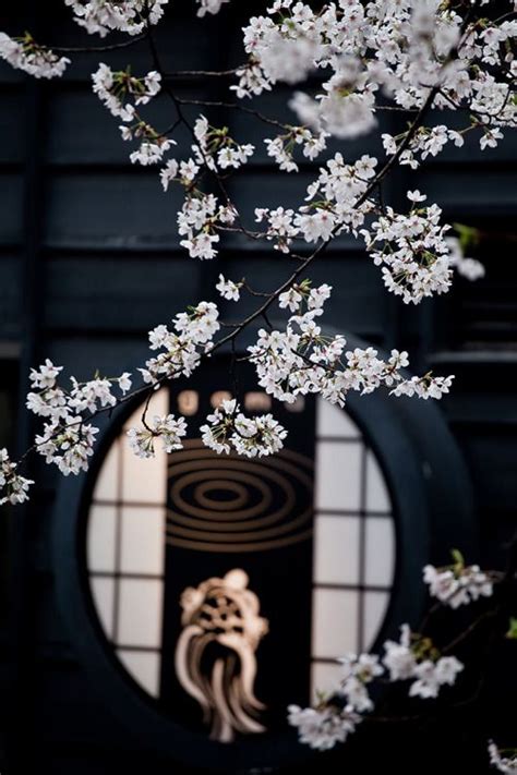⚜️ana Rosa⚜️ Cherry Blossom Japan Japanese Art