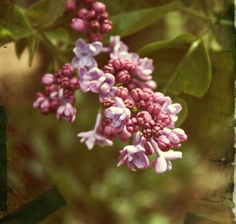 vintage lilac photograph  cathie tyler fine art america