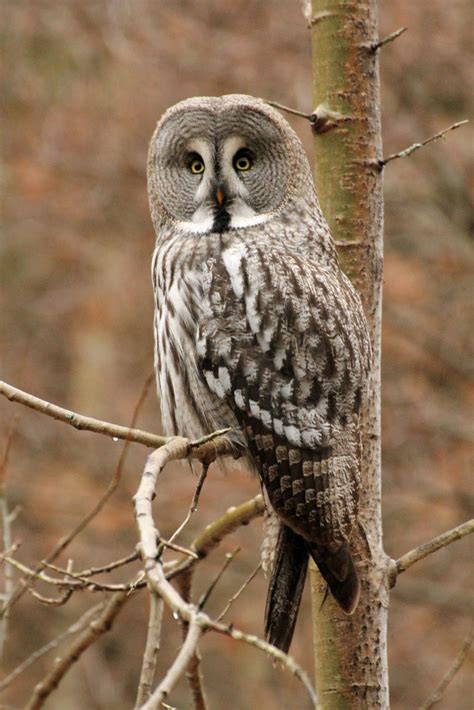 oslo birder great grey owl