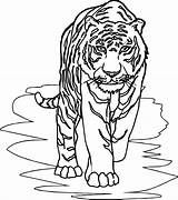 Tiger Front Coloring Walking Wecoloringpage sketch template