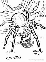 Spinne Malvorlage Malvorlagen Tiere Malen Tarantel Zahlen sketch template