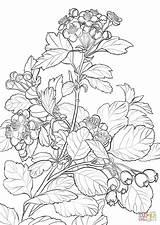Coloring Hawthorn Drawing Pages Flower Midland Printable Getdrawings Mayflower Categories sketch template