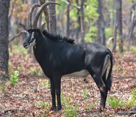 sable antelope amazing facts latest pictures  wildlife photographs