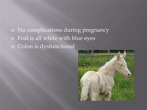 overo lethal white foal syndrome powerpoint
