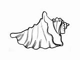 Conch sketch template