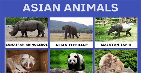asian animals list  remarkable animals    asia esl