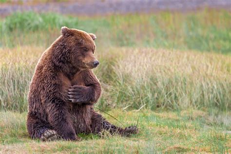 grizzly bear sitting    grass fine art photo print