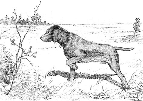 coloring  hunting dog dogs kids coloring pages